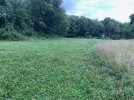 pear plot chicory alfalfa clover.jpg