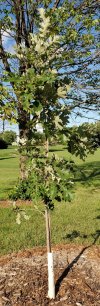 Bebb Oak.jpg