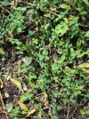 peas and oats 1.jpg