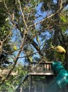 apple tree 1.jpg