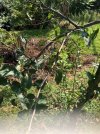 apple tree 2.jpg