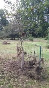 2021 08-23 chestnut pulled upright, supported.jpg