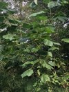 Tree 1.jpg Tree 1.jpg