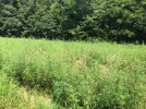 2021-08-01 Ragweed.jpg