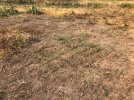CC in bare ground.jpg
