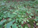 DSC01933 Canadian Clearweed Munch (Medium).JPG