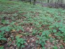 DSC01932 Canadian Clearweed Patch (Medium).JPG