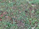 2021-10-23 Clover 1.jpg