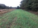 2021-10-23 Clover 2.jpg