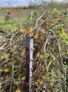 busted tomato cage 2021.jpg