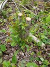 stump sprout - Copy.jpg