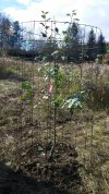 2021 11-05 Planting day.jpg
