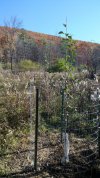 2021 November planting - King David.jpg