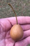 pear.jpg