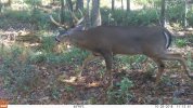 2018 Old Buck (2).jpg