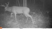 2018 Old Buck.jpg