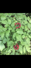 3CA0277C-55EF-4F8E-9928-E169C2B20969.png