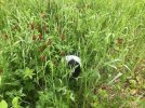 cover crop Spring 2020.jpg