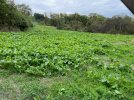 fall cover crop 2021.jpg