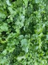 close up fall cover crop 2021.jpg