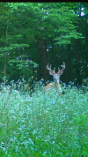 food plot cover 2.png