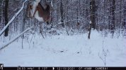 jumping deer.JPG