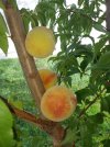 peaches.jpg