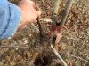 21515 persimmon post hole.jpg