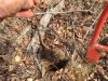 21515 dibble planting.jpg
