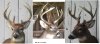 deer 3 nice mass.jpg deer 3 nice mass.jpg