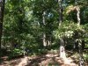 81714 ladders twin pines.jpg