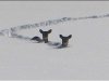 snow deer.jpg
