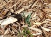 dafodil resized.jpg