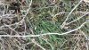 rye cover crop close up.jpg