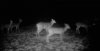 SW deer party.jpg