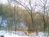 Fence Jump Buck-15.jpg