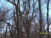 rsz_treestands_1[1].jpg