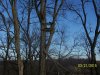 rsz_treestands_3[1].jpg