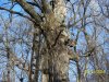 rsz_treestands_5[1].jpg