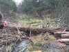 Stihl Cedar.JPG