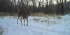 20141120_Deer_002.jpg