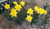 flowers.jpg