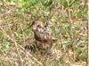 woodcock.jpg woodcock.jpg