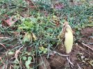 Radish.jpg