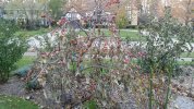 Persimmon_BarbarasBlush_2021_11_08.jpg