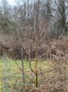 tree1.jpg