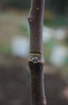 notching branch to form new limb.JPG