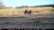 deerbird.jpg