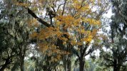 Hickory Fall Color 1.jpg