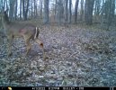 Deer Wound.jpg